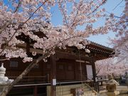 おったんさんの教信寺の桜の投稿写真2