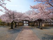おったんさんの教信寺の桜の投稿写真3