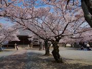 おったんさんの教信寺の桜の投稿写真4