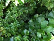 ななさんの油井岳の投稿写真1