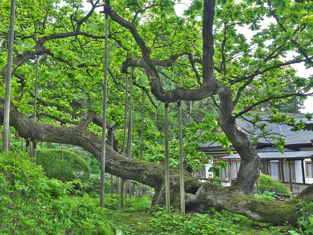 sklfhさんの勝源院の逆ガシワの投稿写真1