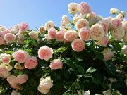 ゆきんちょさんの河津バガテル公園の投稿写真1