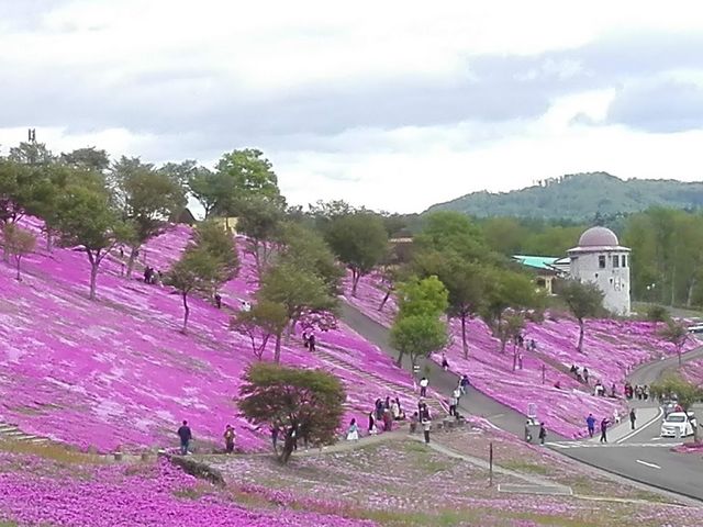 お天気が良くなかったのが残念ですが、ピンクの絨毯、広がってました♪_芝ざくら滝上公園
