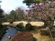 くまったさんさんの兼六園の梅の投稿写真1