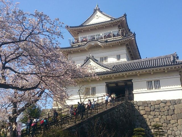 小田原城と桜です。_小田原城址公園の桜