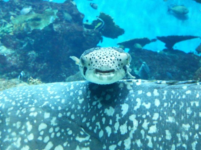 可愛かったです_いおワールドかごしま水族館