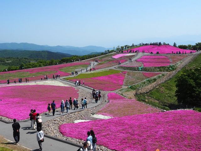 丘一面の芝桜_茶臼山・萩太郎山