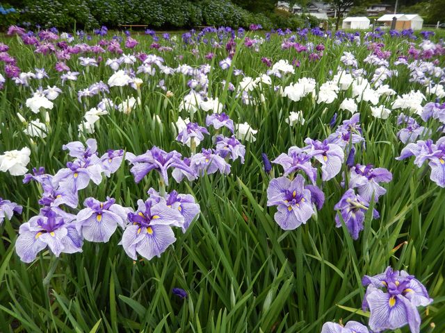 咲き誇るあやめ_多賀城跡あやめ園