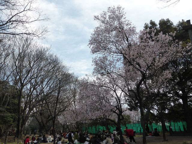 園内の桜_駒場野公園・ケルネル田んぼ
