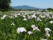 takabooさんの蓮華寺池公園の投稿写真1