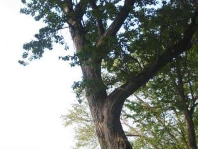 展望台の横には神の啓示をうけたご神木があります。_国見峠展望台