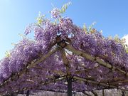 イオンさんの平等院のふじの投稿写真1