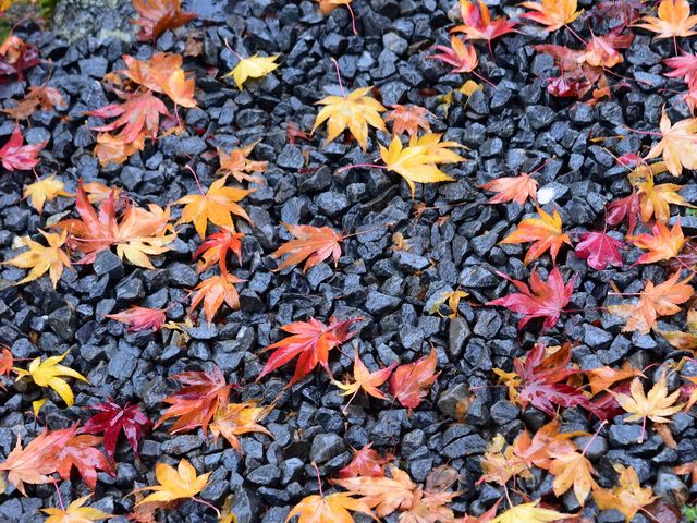 砂利と紅葉_源光庵