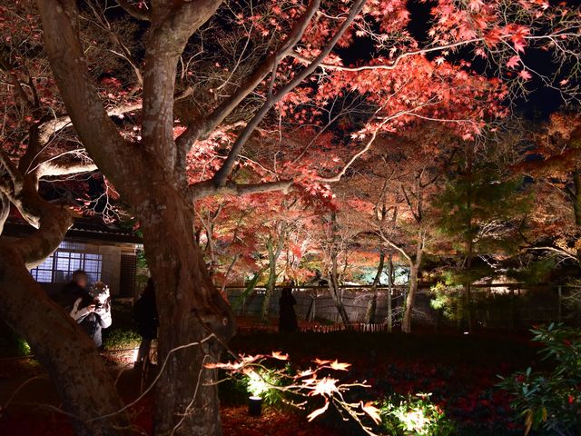 紅葉のライトアップ_宝厳院 飯田