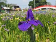 takabooさんの賀茂しょうぶ園の投稿写真1