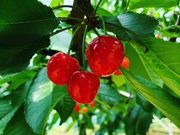 ゆきのさんのまほろば観光果樹園の投稿写真1