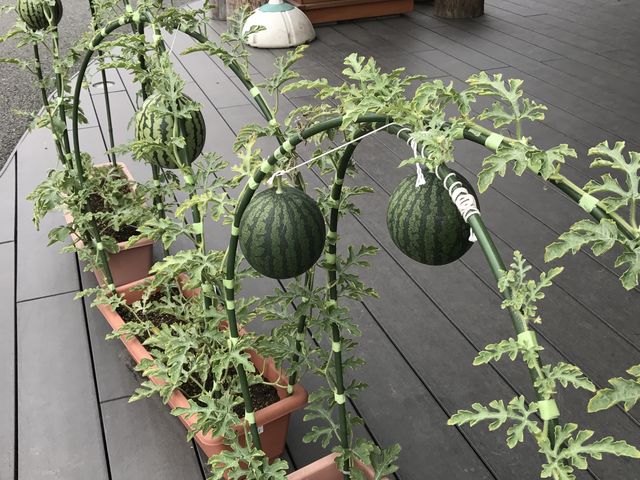 スイカがなってる(笑)_フラノ・マルシェ フラノ・マルシェ2