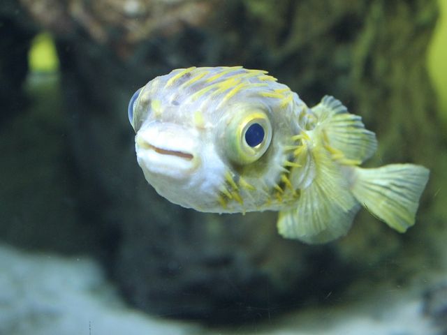 海の癒し_東京都葛西臨海水族園