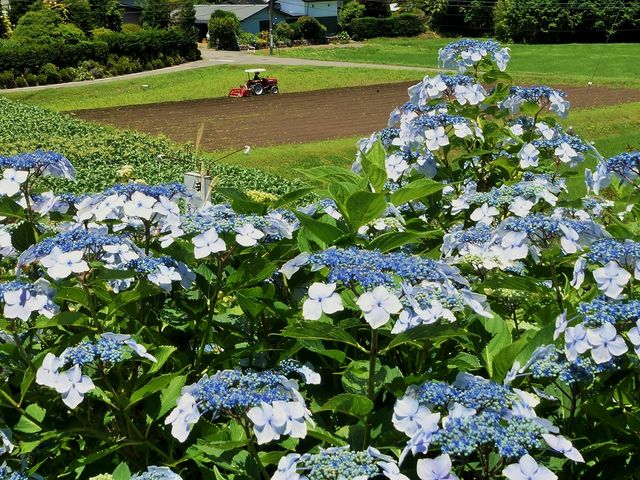 畑作業と紫陽花_深妙寺のあじさい