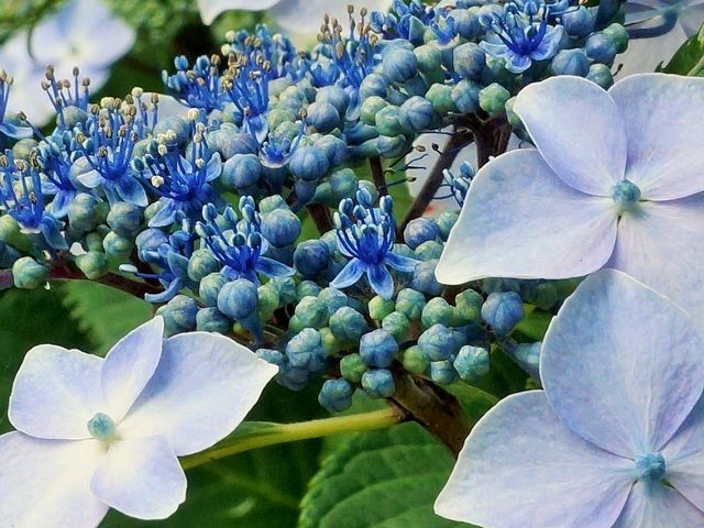 深妙寺の紫陽花i_深妙寺のあじさい