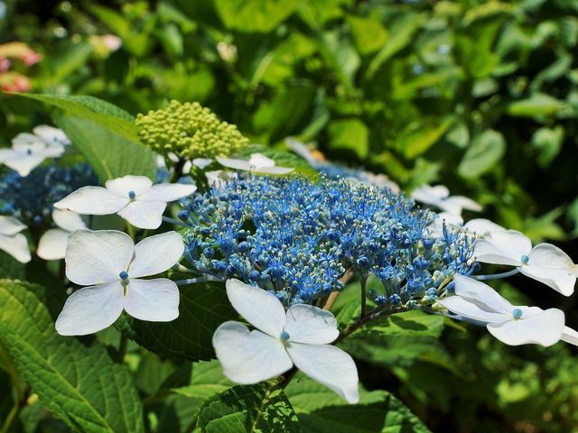深妙寺の紫陽花n_深妙寺のあじさい