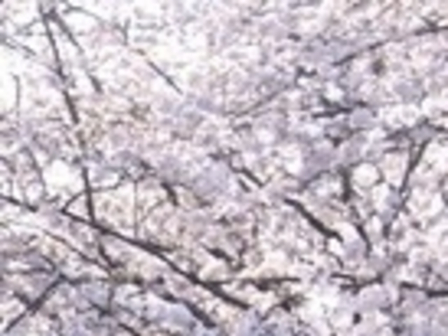 戸田大川沿い桜並木_戸田大川沿い桜並木