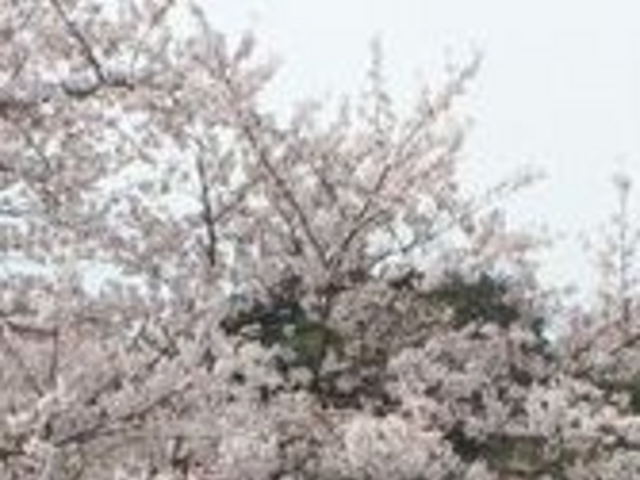 フルスピードさんの勝間田川堤の桜並木の投稿写真1