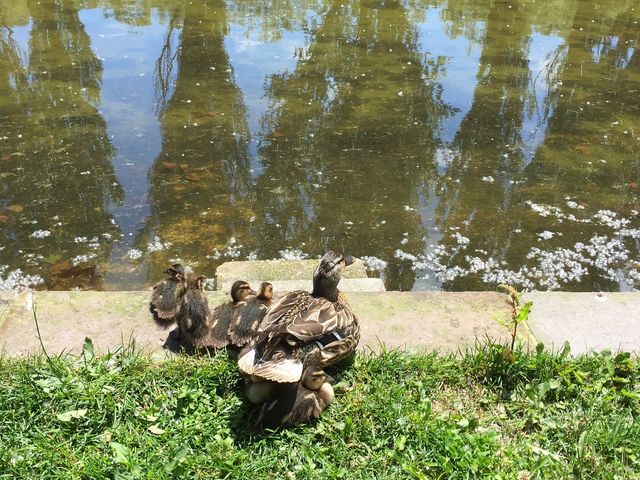 カモの親子がのびのびしていました_前田森林公園