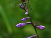 Yanwenliさんの霧降高原の投稿写真2