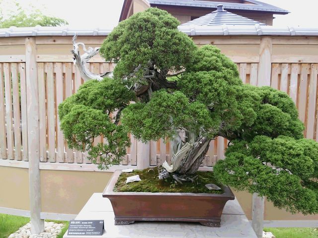 真柏_さいたま市大宮盆栽美術館