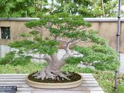 みきちんさんのさいたま市大宮盆栽美術館の投稿写真1