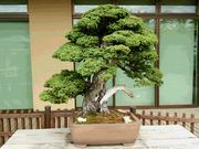 みきちんさんのさいたま市大宮盆栽美術館の投稿写真4