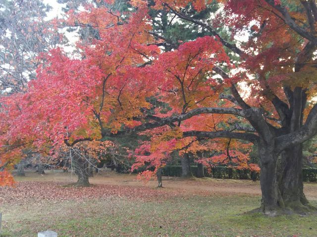 京都御苑_京都御苑