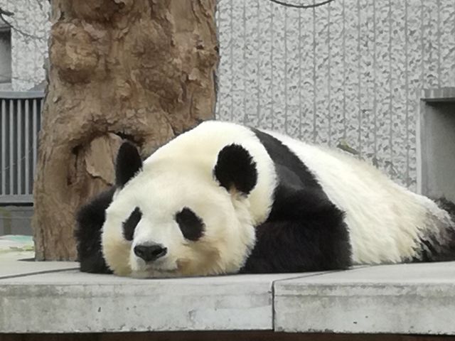 パンダ_神戸市立王子動物園