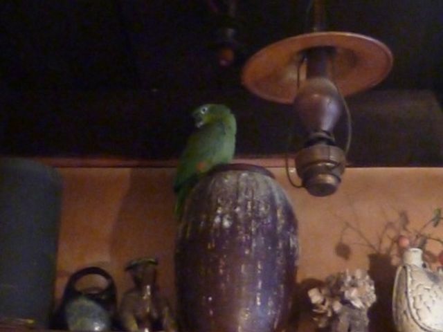 インコがいます。_ドン珈琲館