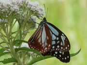 雷ちゃんさんの八島湿原の投稿写真12