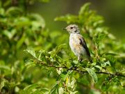 雷ちゃんさんの八島湿原の投稿写真2