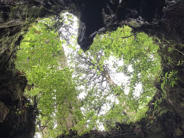 縄文杉