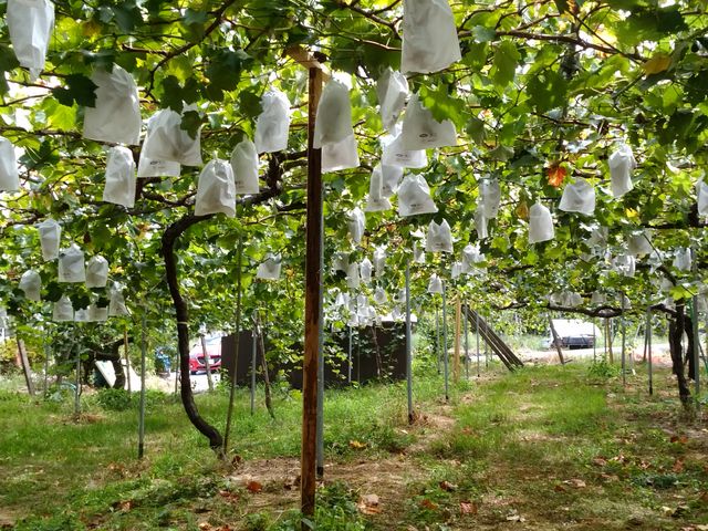 袋をのぞいて色の濃い巨峰を探します_原茂之巨峰園