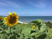 ちゅうたさんの鳴り石の浜の投稿写真2