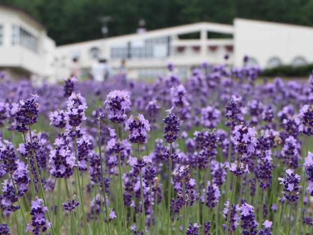 ラベンダー園_ハイランドふらの