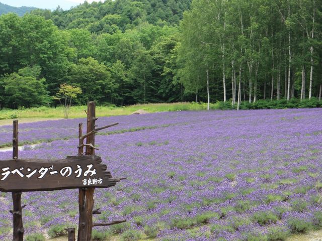 温泉から見たラベンダー園_ハイランドふらの