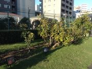 ひーちゃんさんの本郷給水所公苑のばらの投稿写真2