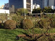 ひーちゃんさんの本郷給水所公苑のばらの投稿写真4