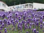 たかちゃんさんのハイランドふらのの投稿写真1