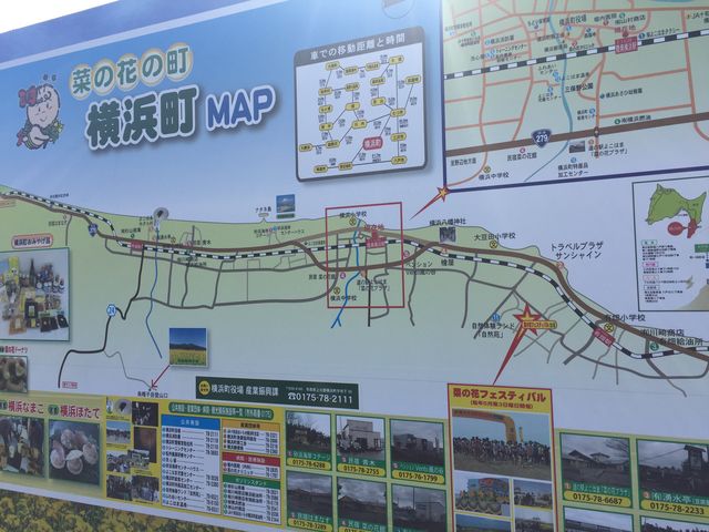 陸奥湾に面している町です_横浜町 菜の花畑