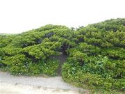 甘辛熊さんの焼尻観光ハイヤーの投稿写真5