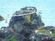 甘辛熊さんの人面岩の投稿写真2