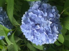 のぶさんの椿山荘 庭園への投稿写真1