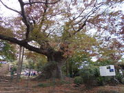 トシローさんの金山の大ケヤキの投稿写真1